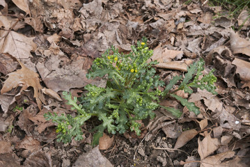 Senecio vulgaris