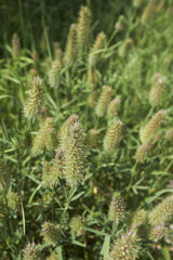 Trifolium angustifolium