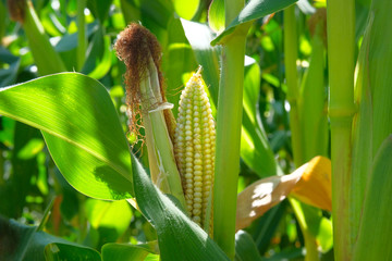 Yellow young cob of sweet corn with green juicy leaves on the field. Agriculture background.