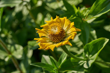 Nahaufnahme einer dekorativen Blüte