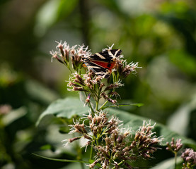 Falter auf Blume