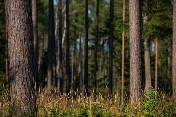 Wald Hintergrund
