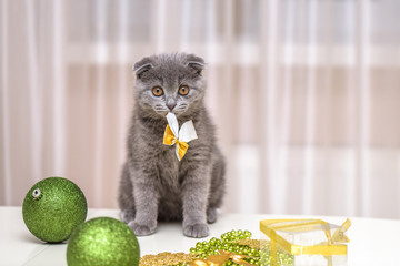 Young british scottish fold cat playing with christmas decorations