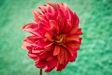 Close up side view view of Dahlia red flower. Macro. Use for background.