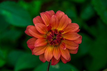 Close up front view view of Dahlia red flower. Macro. Use for background.