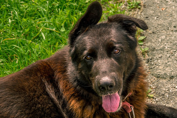 Close up front view of black cut dog head with open mouth.