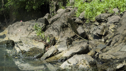 Fototapeta na wymiar Snake on the rocks along a river in eastern Oklahoma