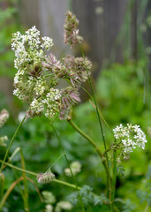 Delicate white small flowers intertwine with grass on a green background