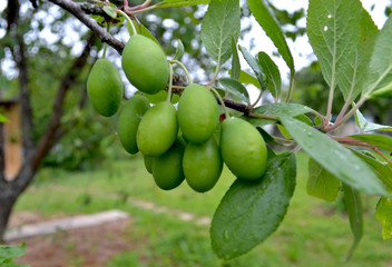 Unripe green plums on a tree branch in the garden