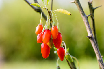 Wolfberry or Goji berry. Ripe berries on the branch. Lycium barbarum or Lycium chinense.