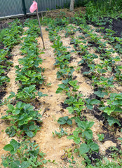 Mulching the fillet of the intermediate row of strawberries