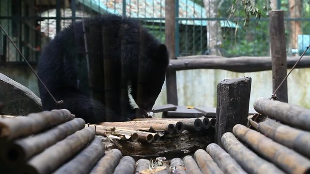 Himalayan bears in the zoo