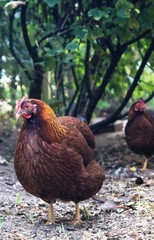 Welsumer Hühner,Huhn,feigling, henne, bird, bauernhof, tier, geflügel, hahn, ackerbau, schnabel, rot, braun, feather, bäuerlich, gras, vieh, kopf, natur, close up, einheimisch, frei, fleisch, 