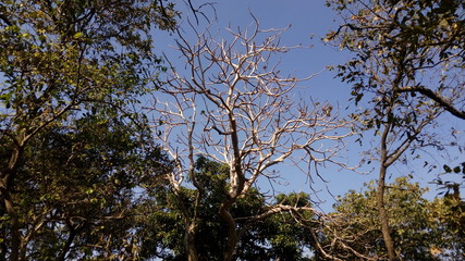 Leafless tree