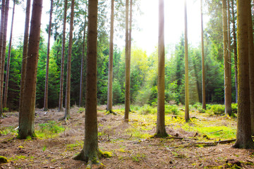 Summer forest with sun light. Nature background.