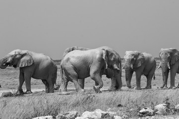 Herd of African elephants in Etosha National Park, Namibia