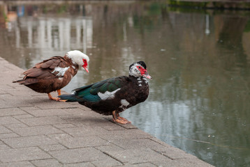 two ducks on the edge of the pond