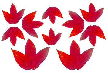 Set  red  maple leaves isolated on white