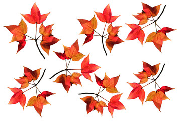 Set red and yellow maple leaves isolated on white