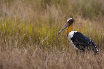 Lesser adjutant Stork, Leptoptilos javanicus . Bandhavgarh Tiger Reserve, Madhya Pradesh, India