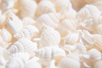 White seashells paradise background. Macro close-up with soft focus on gorgeous seashore. Island far away outstanding resort. Coastline exotic bunch of cockleshells. Romantic fairy tale summer mood.