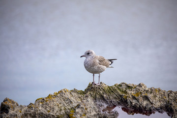 Obraz premium The seagul is waiting for their next meal