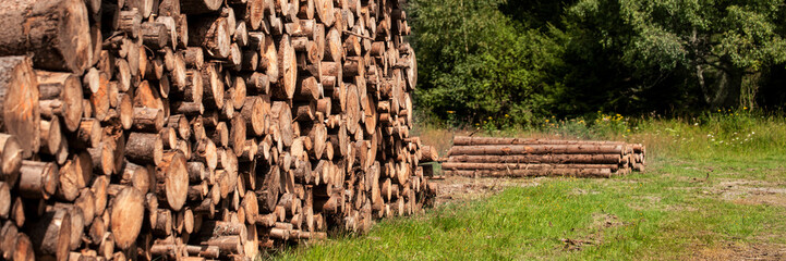 Pine tree forestry exploitation. Stumps and logs. Overexploitation leads to deforestation endangering environment and sustainability. Timber logging industry banner.
