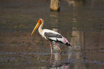 Painted Stork, Mycteria leucocephala. Ranthambhore Tiger Reserve, Rajasthan, India