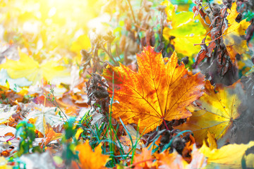 Naklejka na ściany i meble Colorful autumn leaves, autumn background of nature