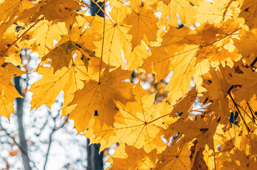 Fototapeta na wymiar Colorful maple leaves on a background of trees
