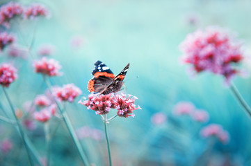 Beautiful butterfly on flower. Summer or spring background