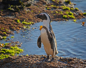 African Penguin