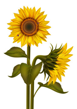 Sunflowers and ladybirds