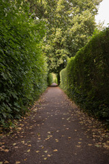 Fototapeta na wymiar Green passage way with cupressus tree. Beautiful passage way trough park. Secret, mysteruous Green park path
