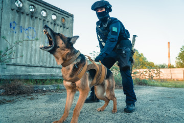 Cynologist. A man in military clothes with a trained sheepdog