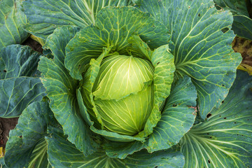 The head of green cabbage growing on a garden in the village