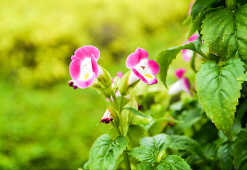: Wishbone flower
