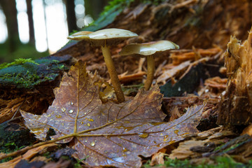 Pilze und Blatt im Herbst