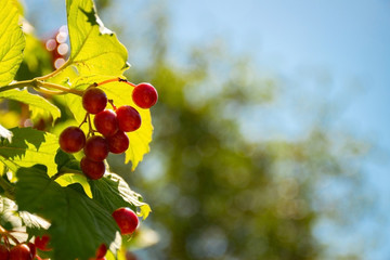 Berries of the guelder-rose on the background of the sky