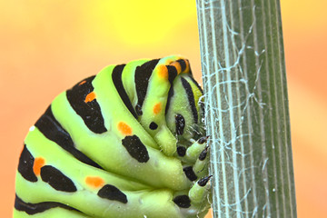 Raupe des Schwalbenschwanz Schmetterling