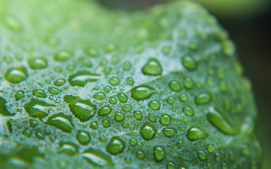 Asiatic leaf on droplet water with green fresh.