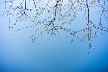 korea tree with blue sky.  selective focus with copy space.