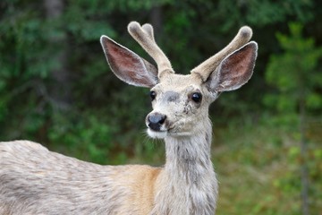 Fototapeta premium Maultierhirsch