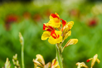 Cannas lilly