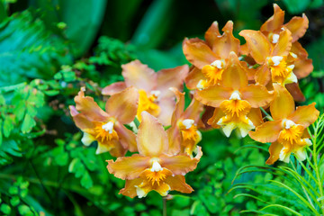 Fototapeta premium Orange Purple Wings Oncidium Hilda plumtree Orchids beautiful blossom flower for wallpaper or background