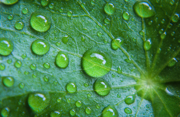 Asiatic leaf on droplet water with green fresh.