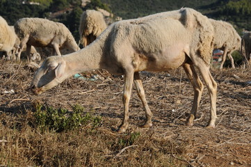 Sheep in Greece