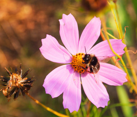 Bumblebee on a cosmos flower . Candid. © bicicletta