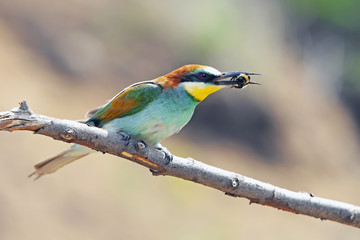 beautiful colorful bird merops sitting on a tree branch, holding in the beak of a caught insect
