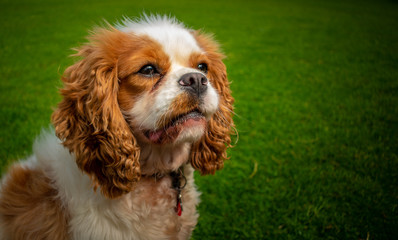 King Charles Spaniel